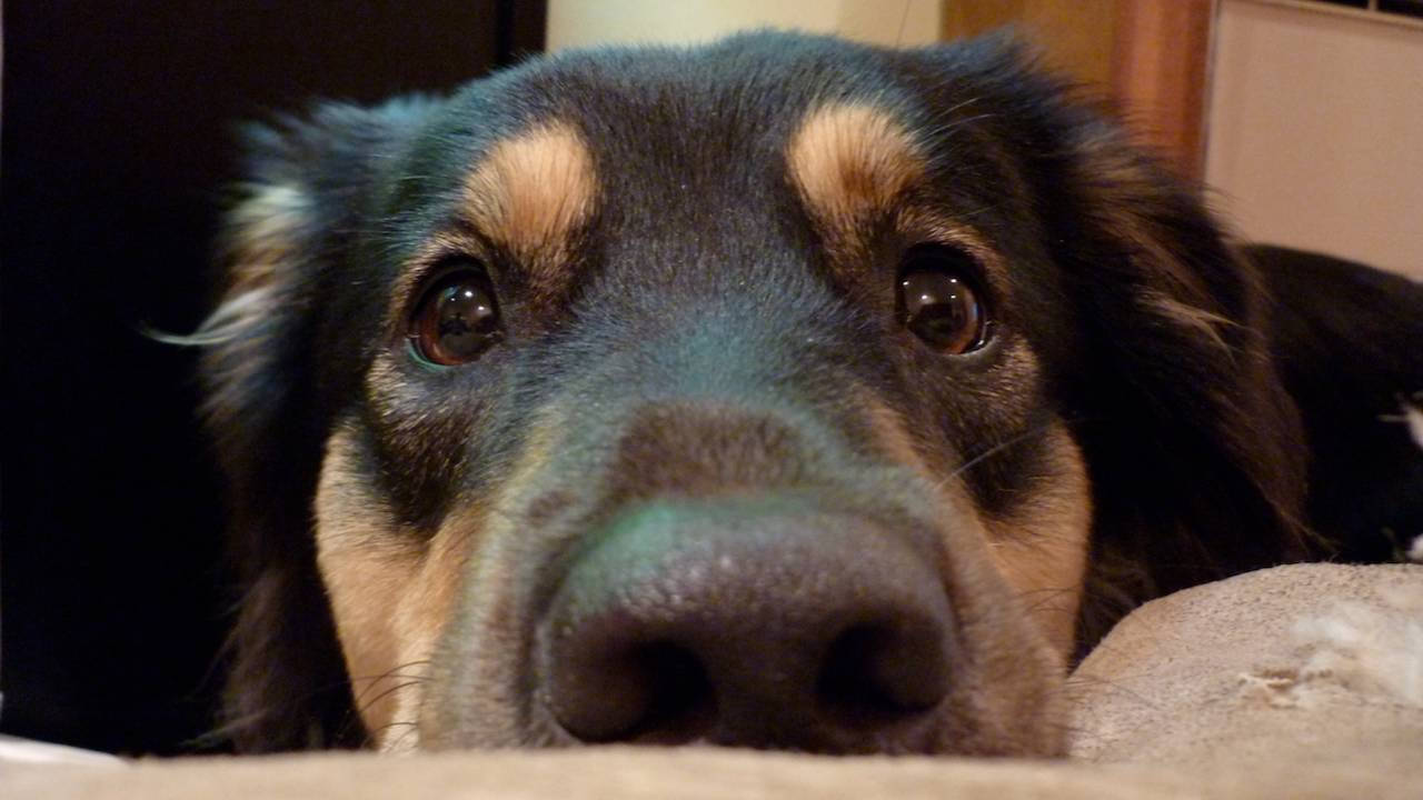 A calm, content dog