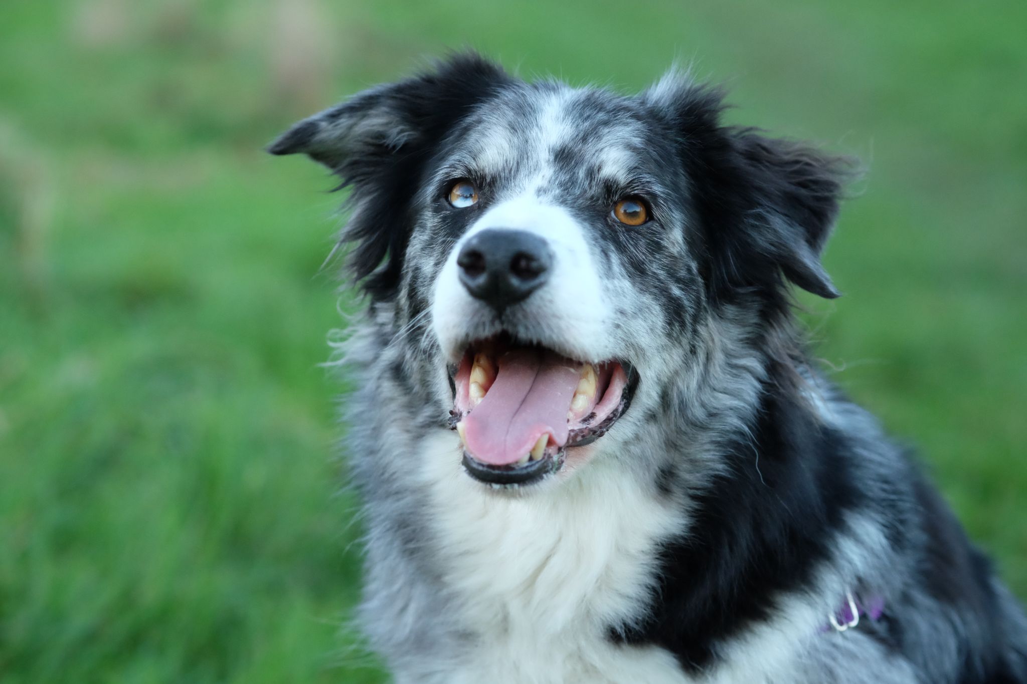 Dog & puppy problems? Free email course