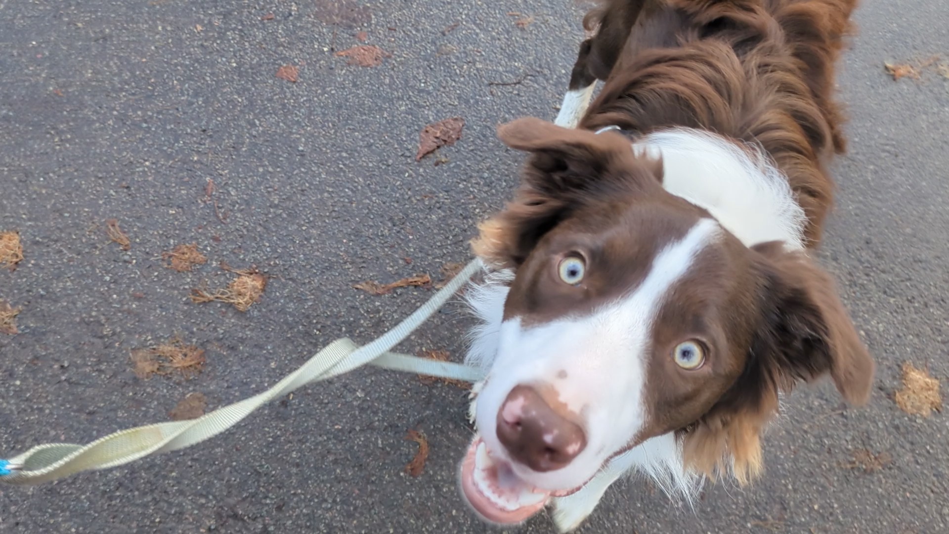 Free Growly Dog email course