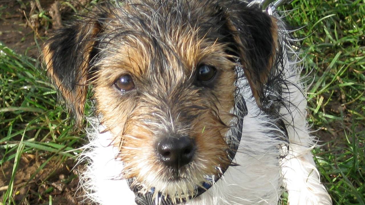 From Wild Puppy to Brilliant Family Dog mini-course