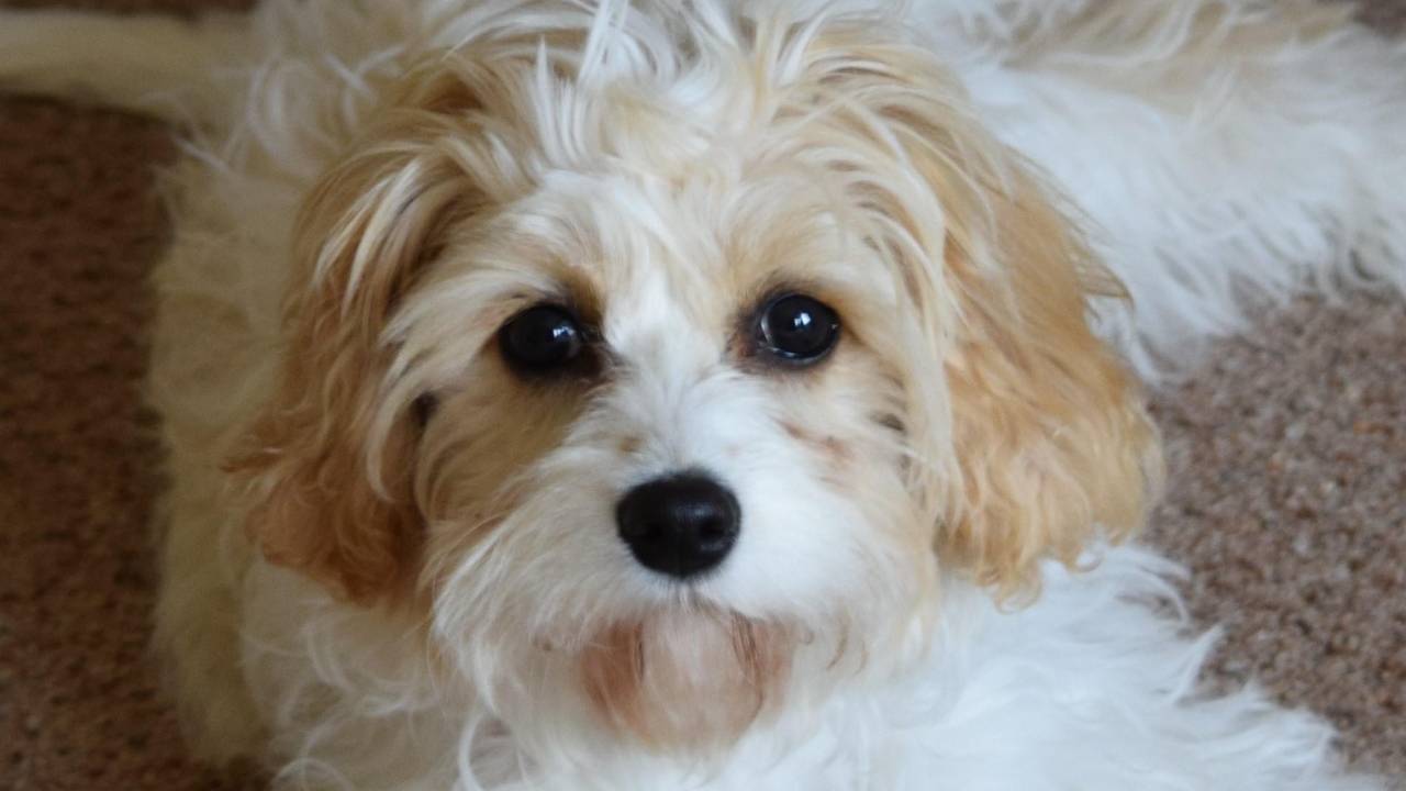 From Challenging Dog to Brilliant Family Dog mini-course