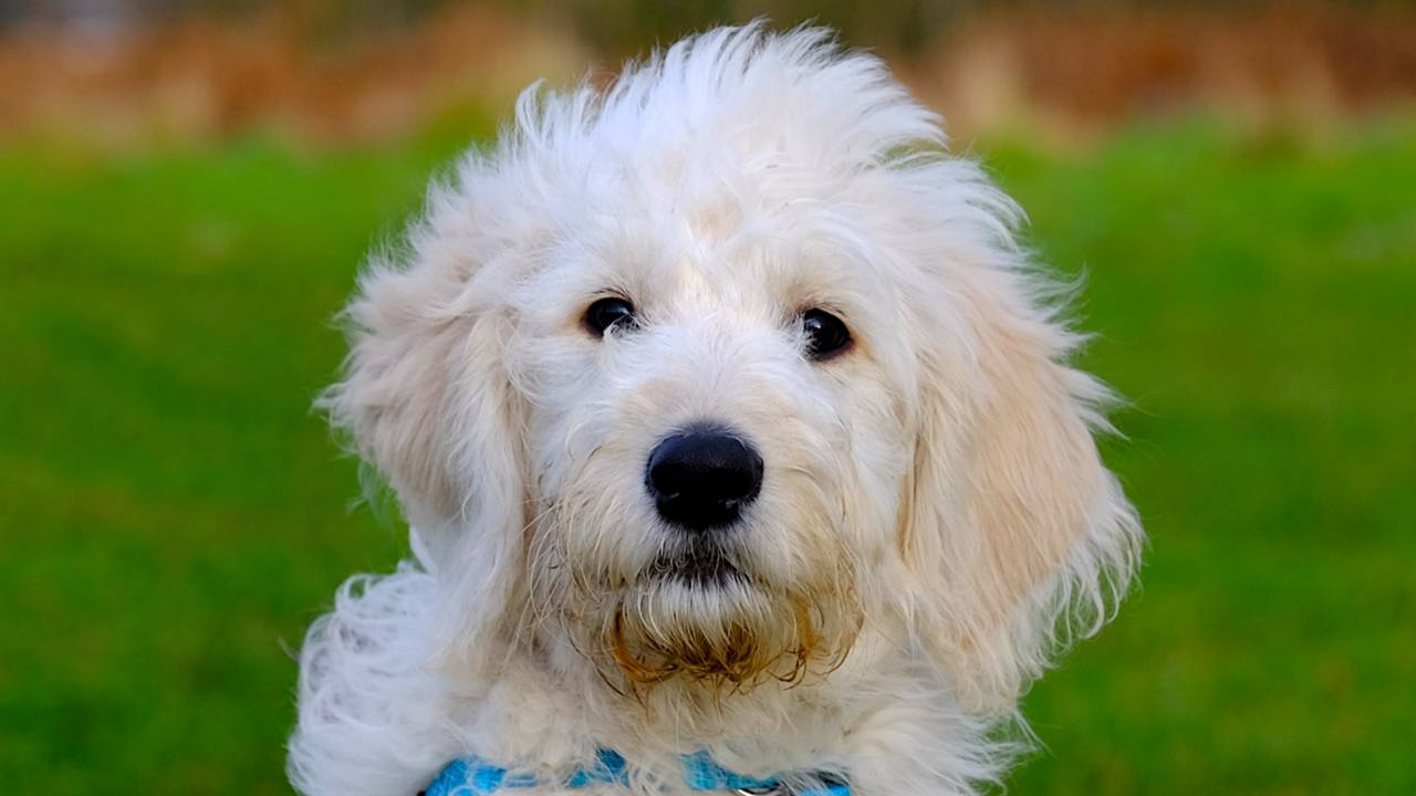 The Brilliant Family Dog Academy
